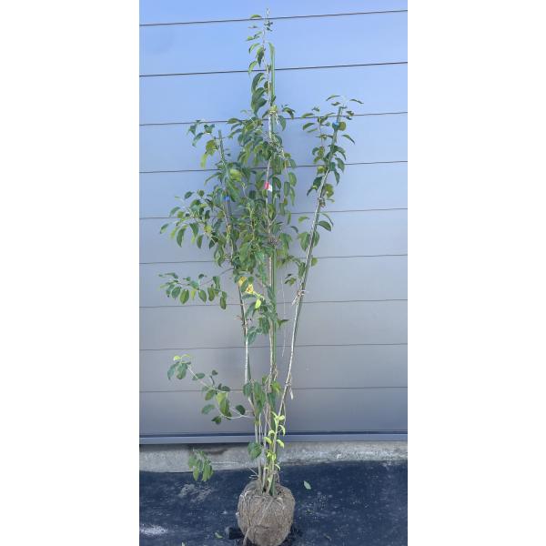 ソヨゴの木 4本株立ち 約1.9m 現品発送 美樹形株 特大株 植木苗木 