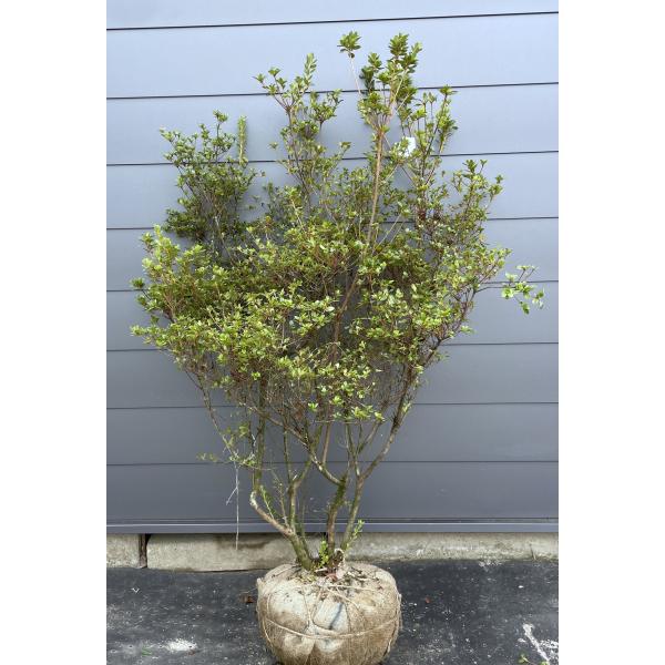 本霧島ツツジ 5本株立ち 約1.7m 現品発送 特大株 植木苗木大苗