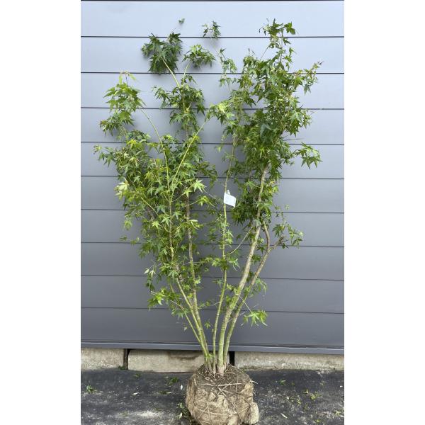 イロハモミジ　大株　【品番3389】