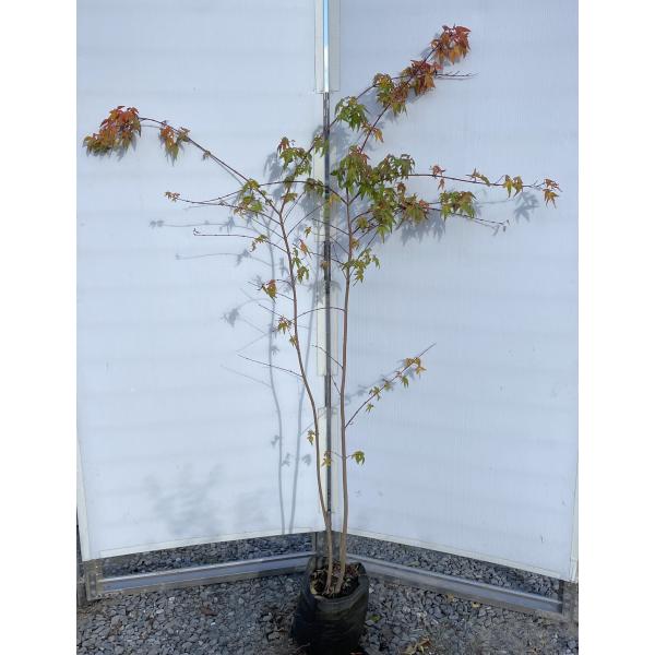 イロハモミジ 2本株 約1.6m 現品発送 特大株 植木苗木大苗 いろは
