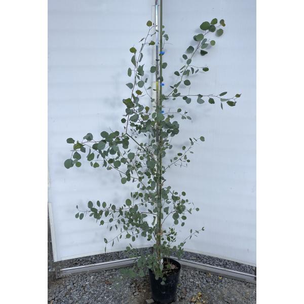 ポポラス 丸葉ユーカリ 約1.6m 現品発送 特大株 植木苗木 丸葉の