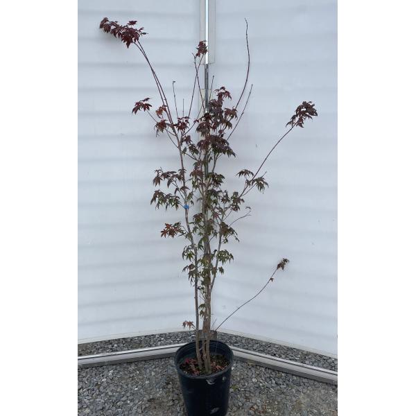 鉢植えイロハモミジ 株立ち 約1.6m 現品発送 特大株 植木苗木大苗
