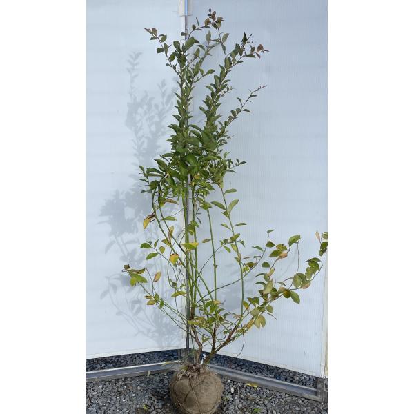 ブルーベリー バルドウィン 株立ち 約1.8m 現品発送 特大株 植木 苗木