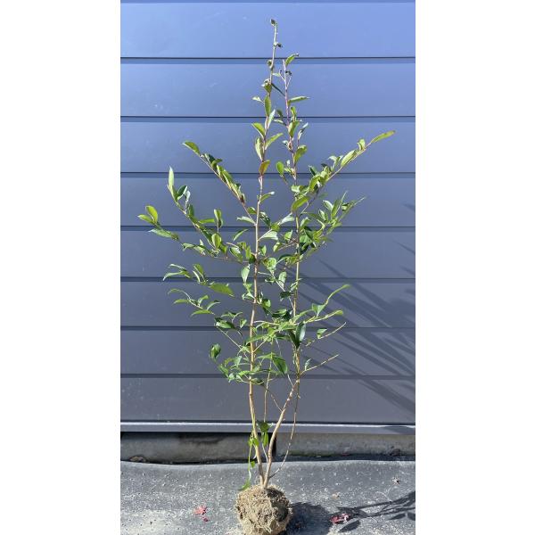 榊 サカキ 株立ち 約1.6m 現品販売 特大株 植木 苗木 大苗 榊の木 本