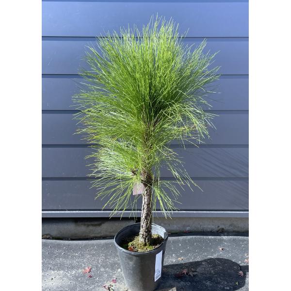 現品　赤松　超特大苗　4mほど　山採り