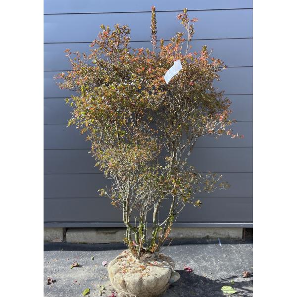 本霧島ツツジ 株立ち 約1.7m 現品発送 豪華株 特大株 植木苗木大苗