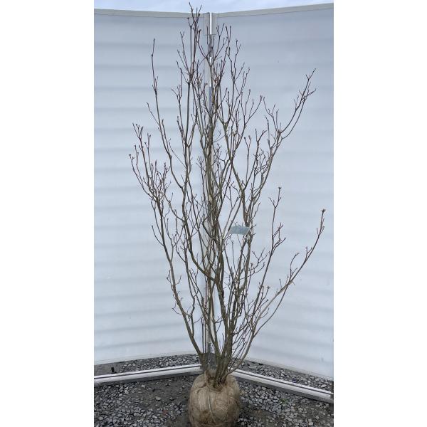 超希少。濃色ゲンカイツツジ大株立2.0M(鉢底から)品番B 超希少。濃色ゲンカイツツジ大株立2.0M(鉢底から)品番B