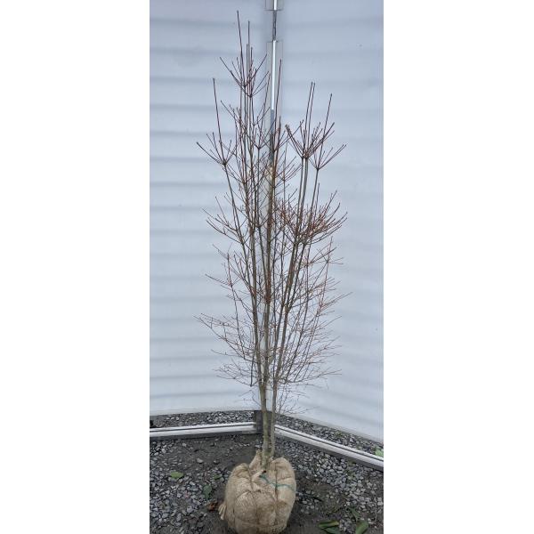 豪華な白花ドウダンツツジ♪【送料込の価格ですので大変お買い得となっております♪】☆商品情報☆白花ドウダンツツジ春の５〜６月に新芽の成長と共に鈴状の花を無数に咲かせ、とても美しいです。個々の花は小さめですが、無数に咲く花が可愛らしい印象を受け...