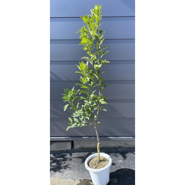 鉢植えみかんの木 不知火 約1.4m 現品販売 超特大株 シラヌイ 植木