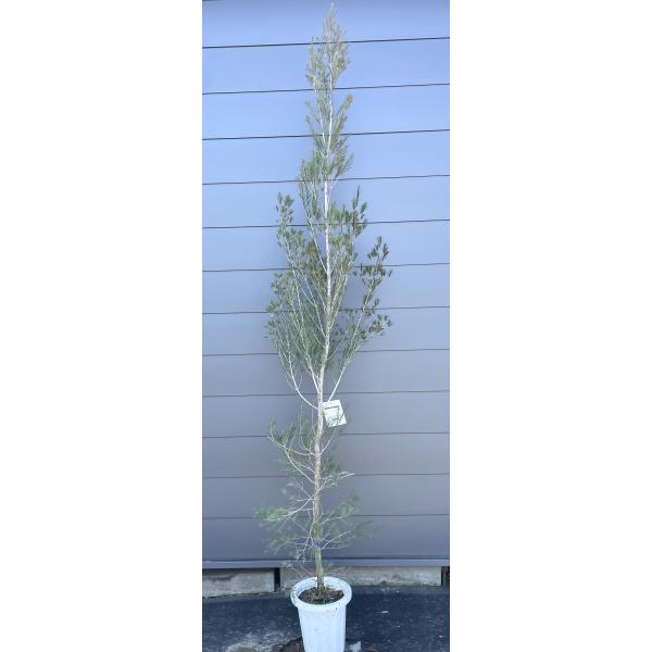 鉢植えメラレウカ スノーインサマー 約2.5m 現品発送 超特大株 植木