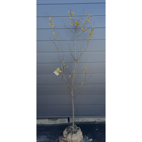 満月ロウバイ 約2m 現品発送 超特大株 植木苗木大苗 満月蝋梅 冬に