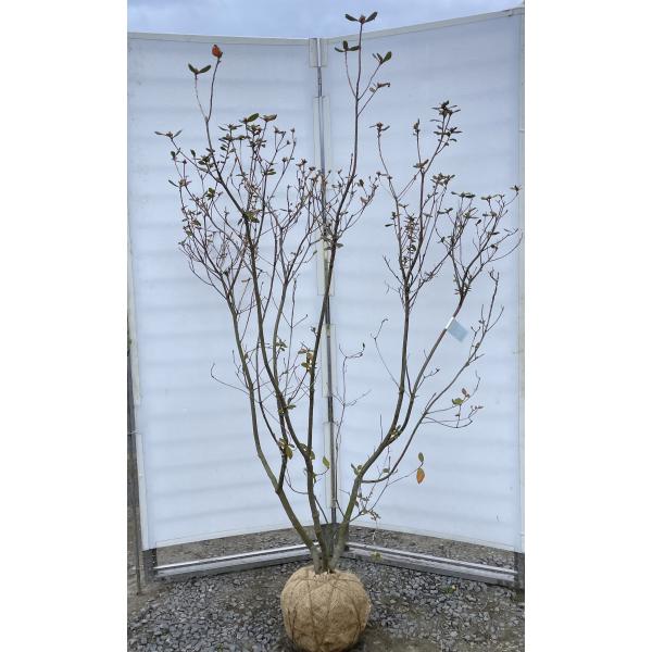 希少品種 良形の極上株 ツツジ フジムスメ 499 樹高1.4m位 株立 希少品種 良形の極上株 ツツジ フジムスメ 499 樹高1.4m位 株立