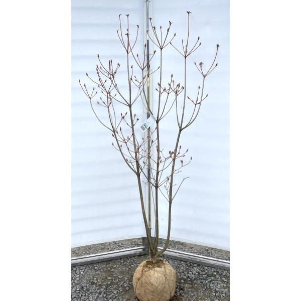 オンツツジ 株立ち 約1.7m 現品発送 オレンジ花のミツバツツジ オンツツジ 株立ち 約1.7m 現品発送 オレンジ花のミツバツツジ