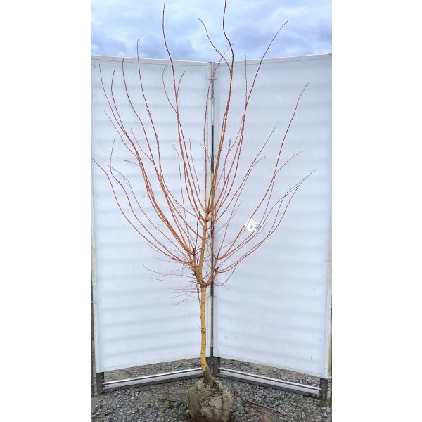 daifukujyubyou_701351bihou2119