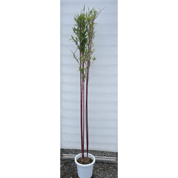 紅寒竹 株立ち 約1.5m 現品発送 植木苗木大苗 紅竹 朱竹
