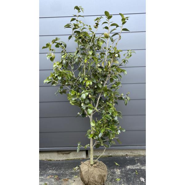 liuueyt　わびすけ4本　響2本 liuueyt　わびすけ4本　響2本