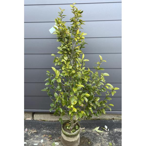 ハナキリン大株　古い