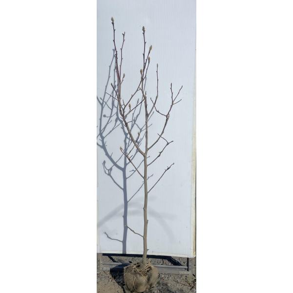 白モクレン 約1.7m 現品発送 特大植木苗木 白木蓮 ハクモクレン 白蓮