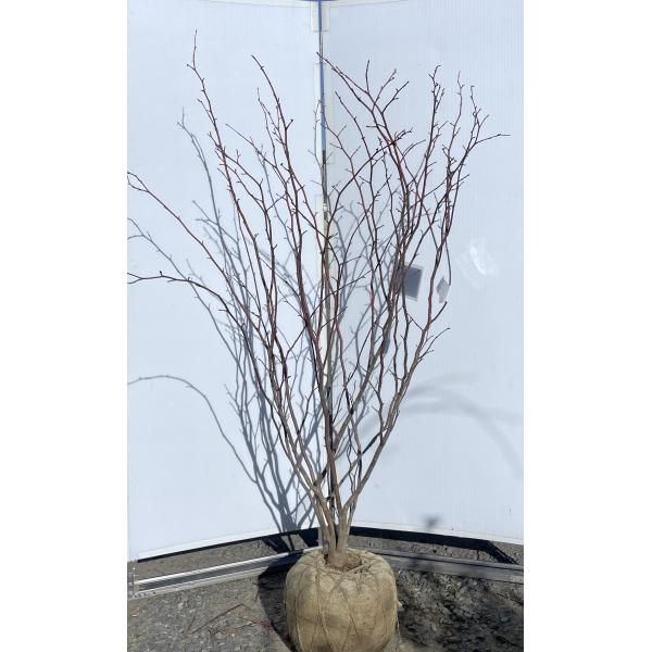 マルバノキ 6本株立ち 1.7m 現品発送 豪華株 マルバの木 特大植木