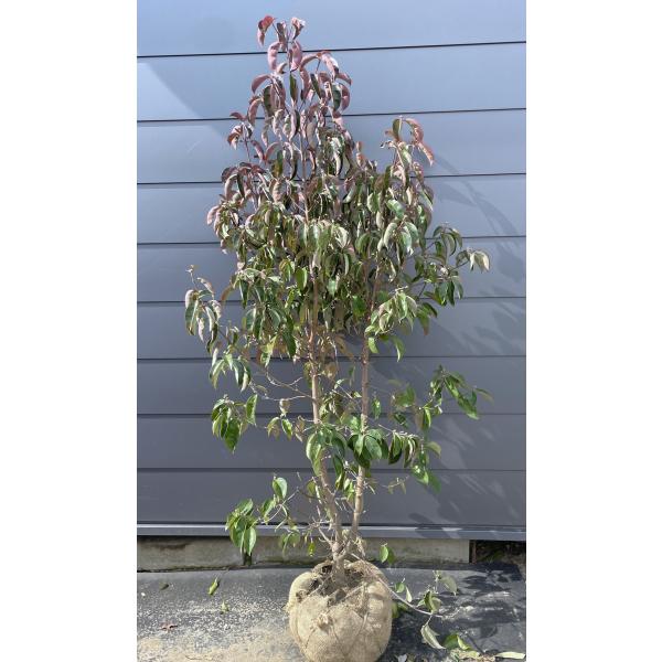 常緑ヤマボウシ 月光 株立ち 約1.7m 現品発送 特大株 植木苗木大苗