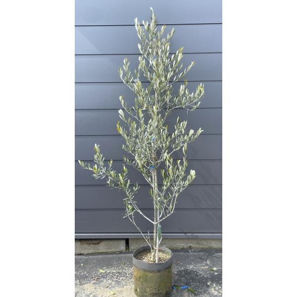 極太　オリーブの木　ルッカ 鉢植えオリーブの木 ルッカ 約1.8m 現品発送 特大株 植木苗木大苗