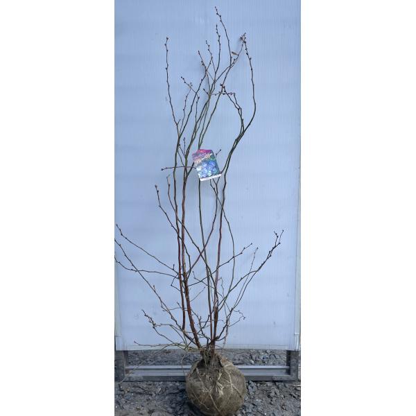 ブルーベリー パウダーブルー 株立ち 約1.4m 現品発送 特大株 植木