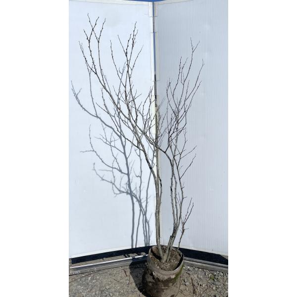 白花 ハナズオウ 株立ち 約1.8m 現品発送 特大株 植木 苗木 大苗 花