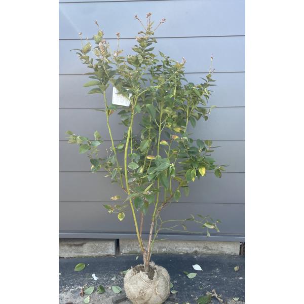 ブルーベリー シャープブルー 株立ち 約1.4m 現品販売 植木 苗木 大苗