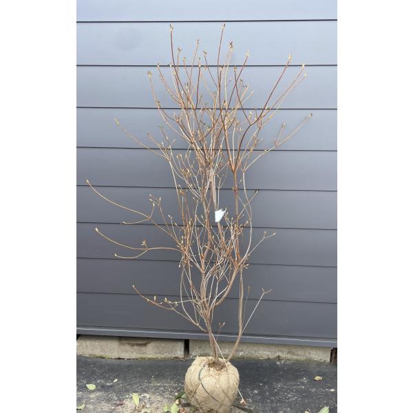 小町ミツバツツジ 株立ち 約1.6m 現品発送 ピンク花 特大株 苗木 苗木