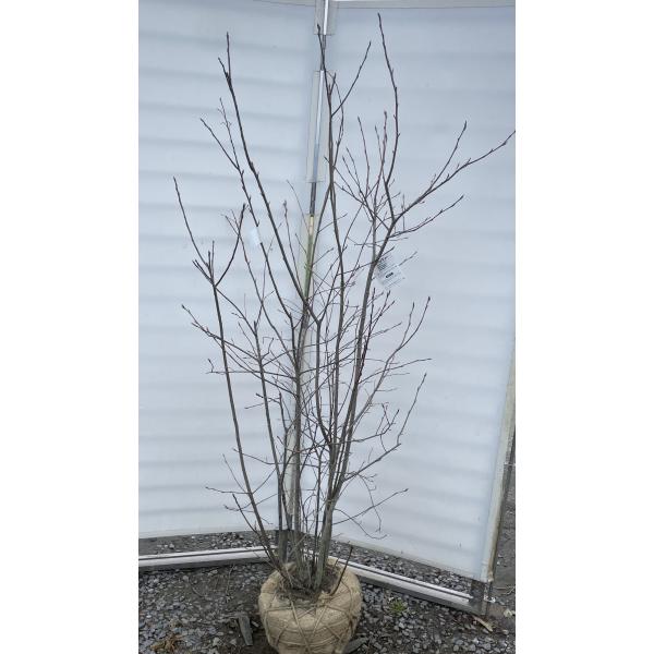 ジューンベリー 8本株立ち 約1.8m 現品発送 豪華株 特大株 植木 苗木