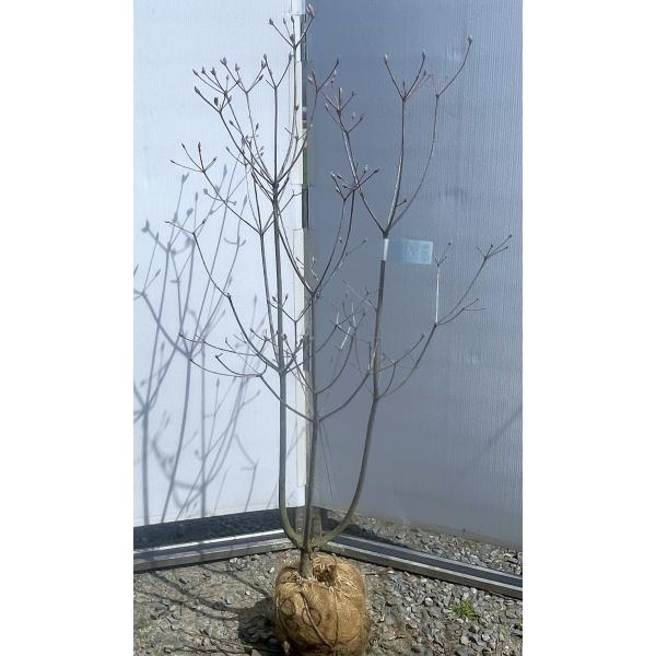 オンツツジ 株立ち 約1.5m 現品発送 オレンジ花のミツバツツジ 超希少