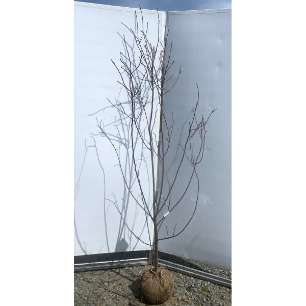 スモモ 紅さゆり 約1.9m 現品発送 特大株 プルーンの木 植木 苗木