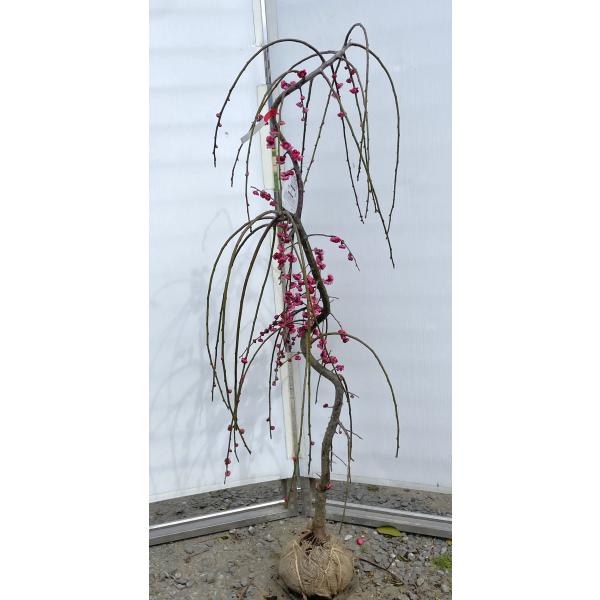 3色しだれ梅 約1.5m 現品発送 紅花白花ピンク花 美樹形株