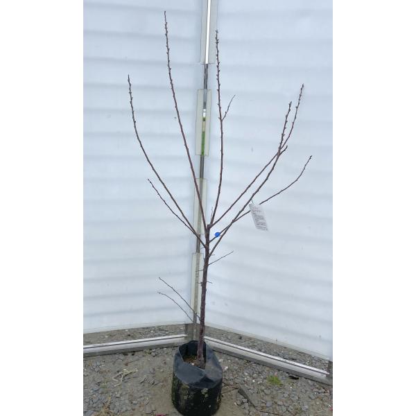 優良株。プラム ハリウッド1.7M(鉢底から)品番B 優良株。プラム ハリウッド1.7M(鉢底から)品番B