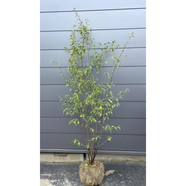 ハイノキ 5本株立ち 約1.7m 現品発送 特大植木苗木 灰の木 常緑樹 シンボルツリー 送料無料 | 大福樹苗園 | SitePromo