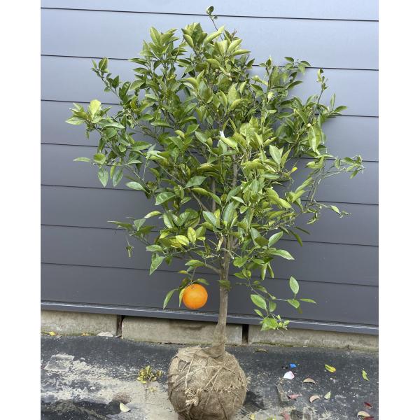 無農薬 青島蜜柑の苗木 特大株 果樹 無農薬 青島蜜柑の苗木 特大株 果樹