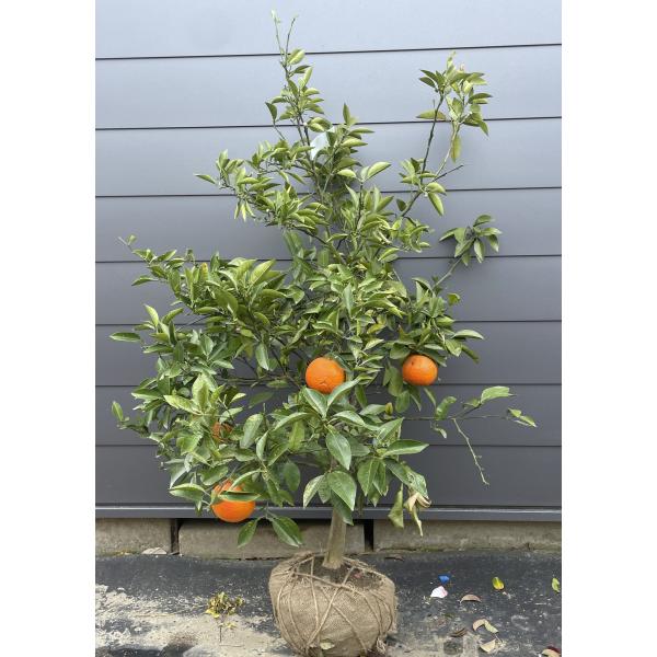みかんの木 橙 ダイダイ 約1.6m 現品発送 特大株 植木苗木 代々 ビター