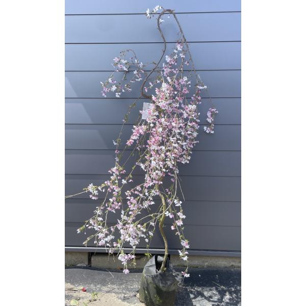 富士桜 の 激安大安売りです よーよー品 枝垂れ桜 見事な桜です