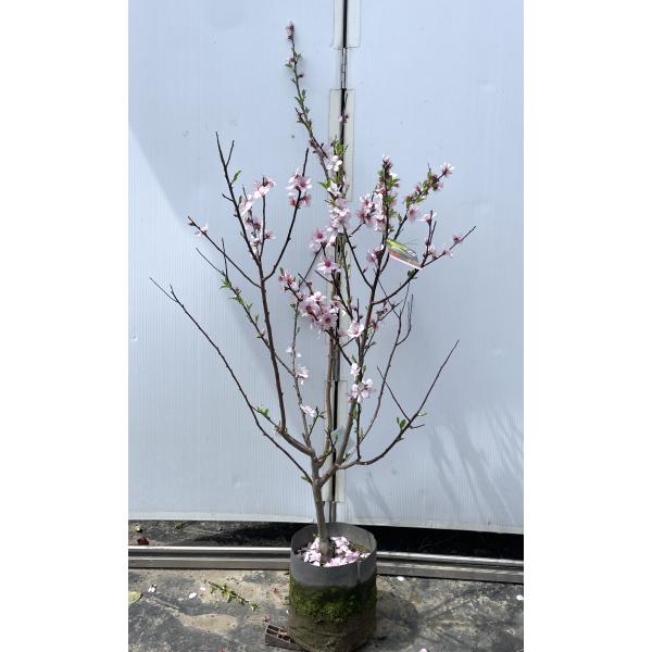 アーモンドの木 約1.5m 現品販売 特大株 植木 苗木 大苗 桜の様な花が