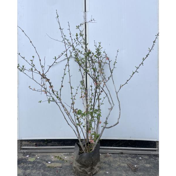 お花の苗木　　一株 Amazon.co.jp: 【花終わり株 】ジンチョウゲ 苗 苗木 沈丁花『 赤花