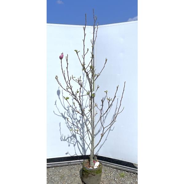 紫花モクレン アレキサンドリア 約2m 現品発送 特大植木苗木 赤紫