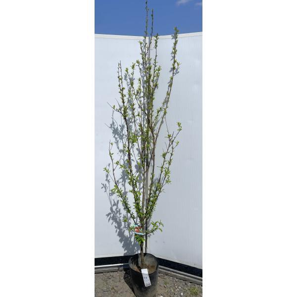 鉢植え 果樹 実付き　プラム　サンタローザ　四年生②