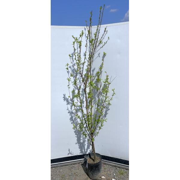 果樹 鉢植え 実付き　プラム　サンタローザ　大苗　四年生