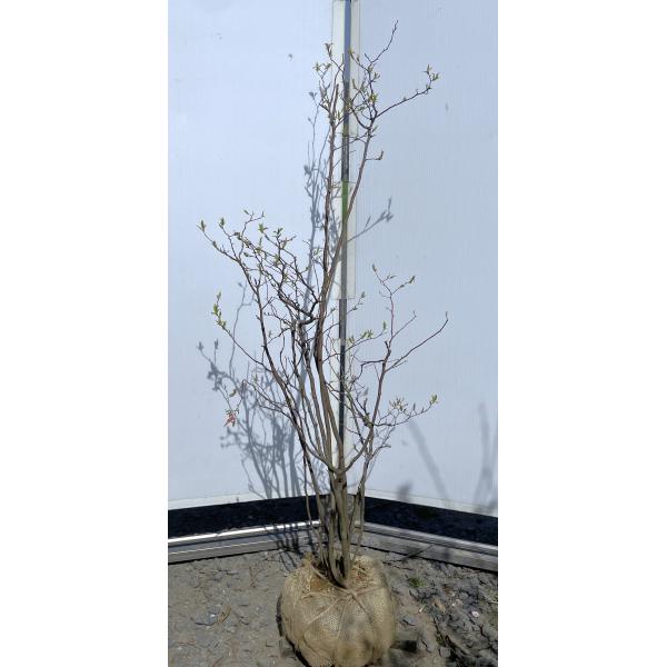 ナツハゼ 株立ち 約120cm 根巻 落葉樹 夏櫨 66 【公式通販】