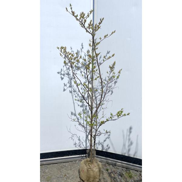 夏ハゼ 約1.6m 現品発送 特大株 植木 苗木 ナツハゼ 落葉樹 送料無料