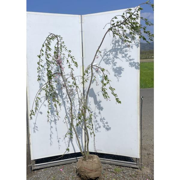 雨情しだれ桜 特大株で庭を華やかに