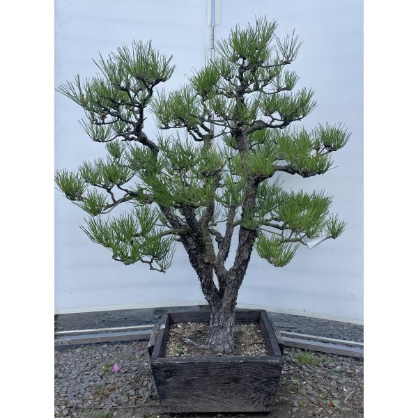 黒山毛欅（クロブナ）盆栽 SS003 盆栽創 / 黒山毛欅（クロブナ）盆栽 SS003