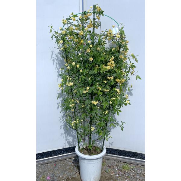 鉢植え黄花モッコウバラ タワー仕立て 約150cm 現品発送 特大株大苗木