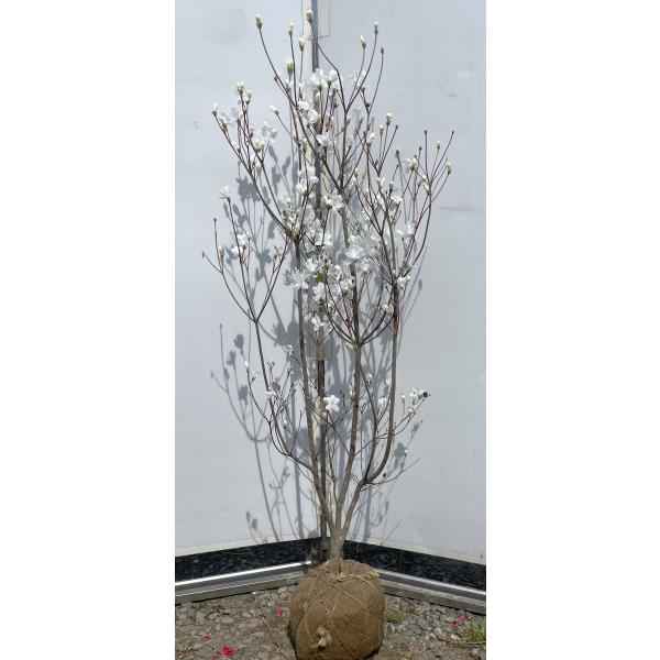 白花ミツバツツジ 株立ち 約1.4m 現品発送 特大植木苗木 白三つ葉