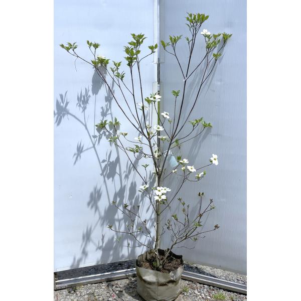 白花ハナミズキ 約1.6m 現品発送 超特大株 植木苗木大苗 花水木